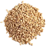 Barley (Joo) جو